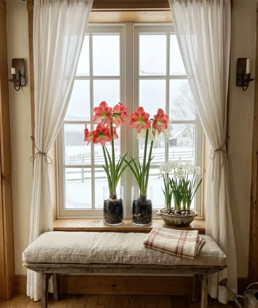 Forced bulbs