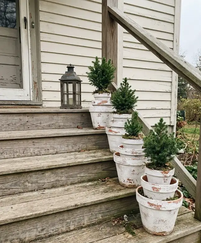 Terracotta pot mini trees