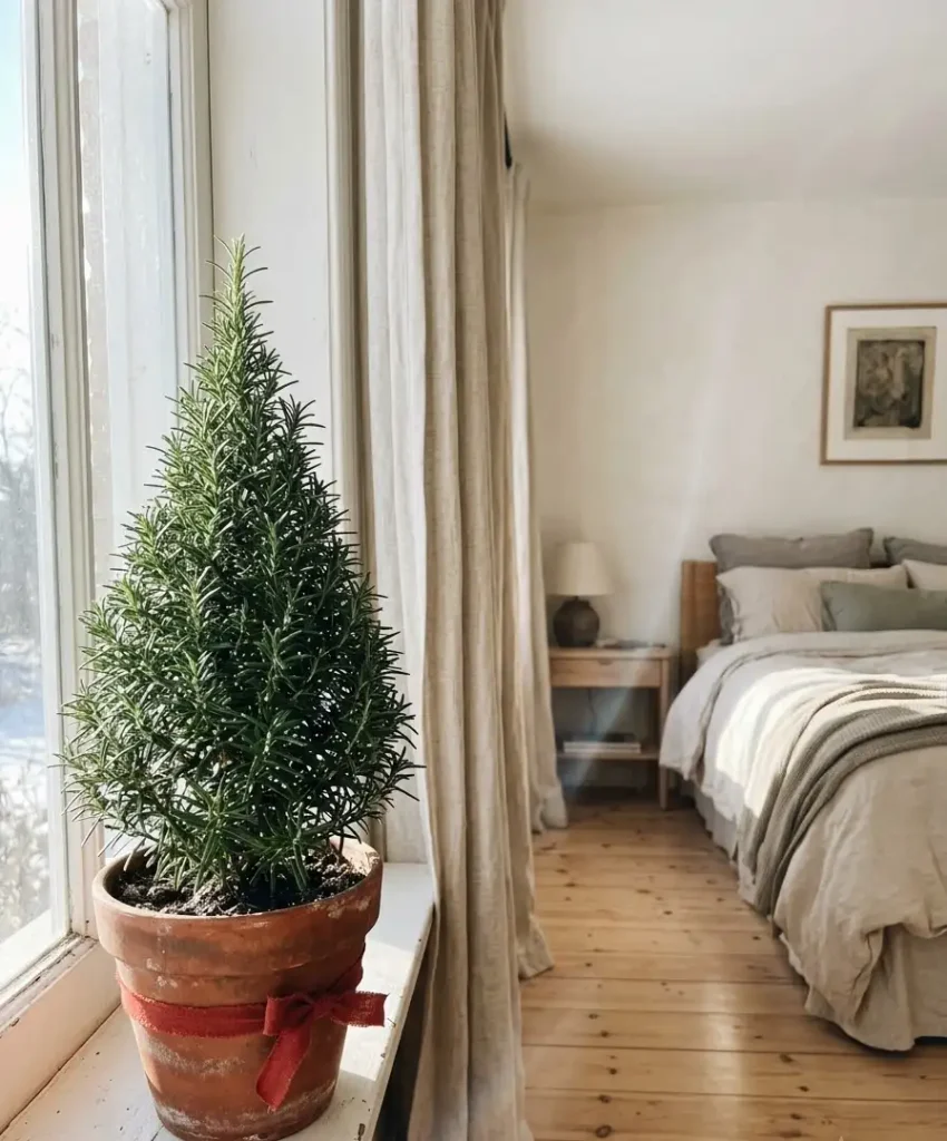  small potted rosemary tree
